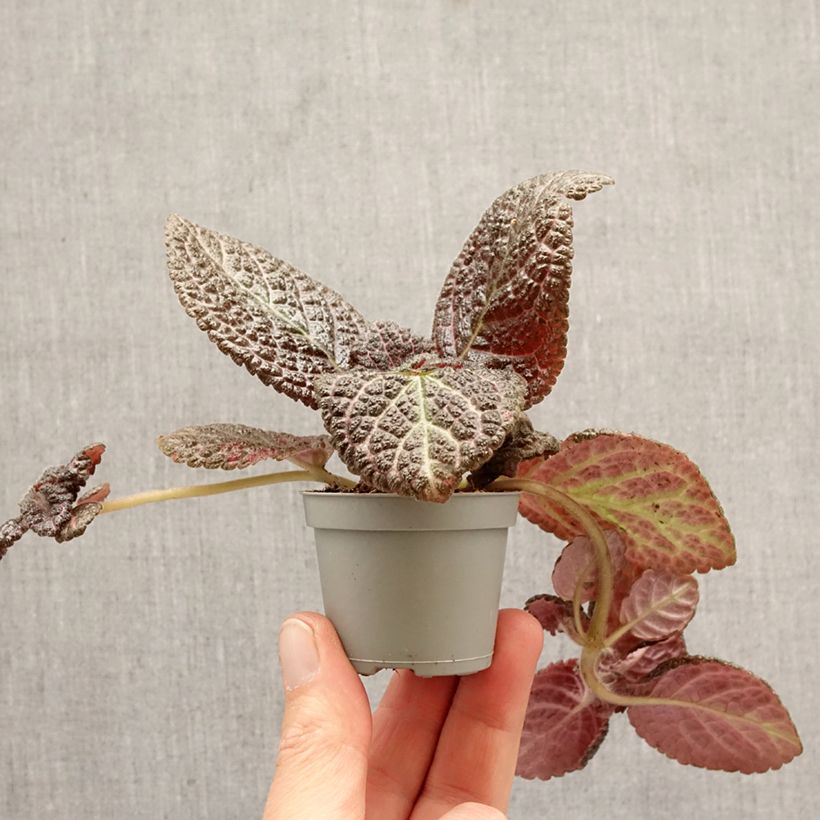 Episcia Country Brilliance mini-pianta esemplare consegnato in primavera