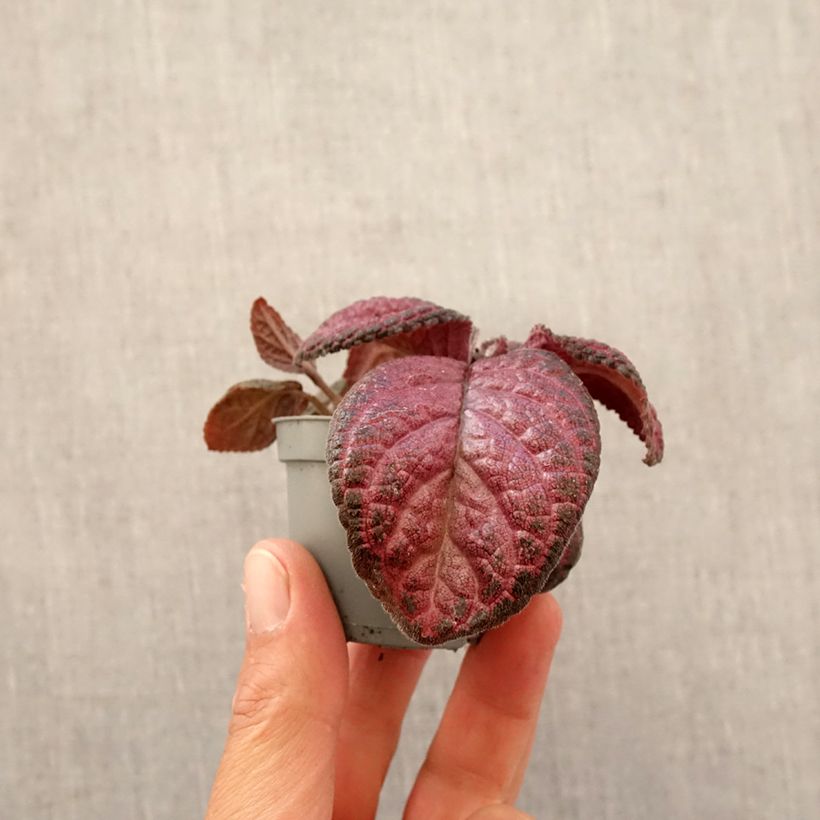 Example of Episcia Malayan Gem mini-pianta as you get in printemps