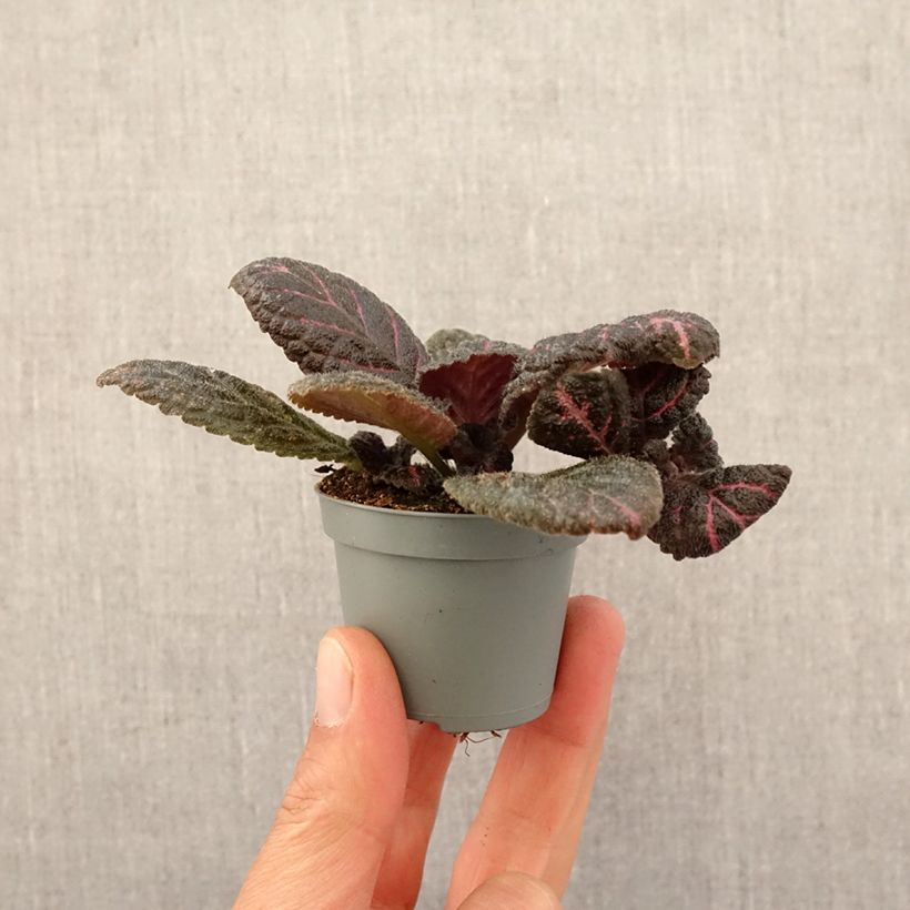Episcia Pink Acajou mini-pianta esemplare consegnato in primavera