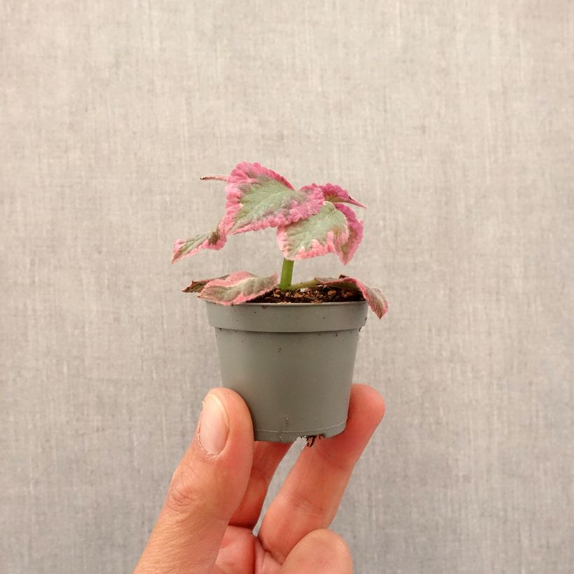 Episcia Pink Brocade mini-pianta esemplare consegnato in primavera