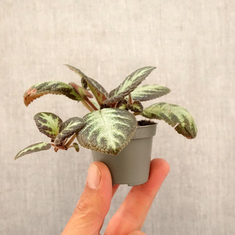 Example of Episcia Silver Shield mini-pianta as you get in printemps