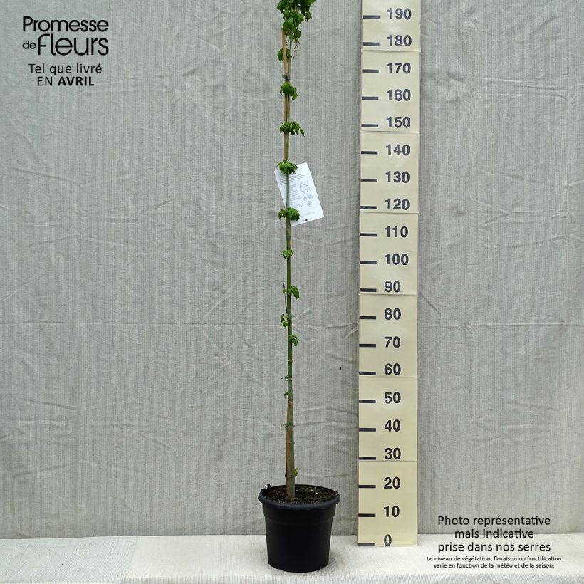 Example of Acer negundo Vaso da 7,5L/10L as you get in printemps