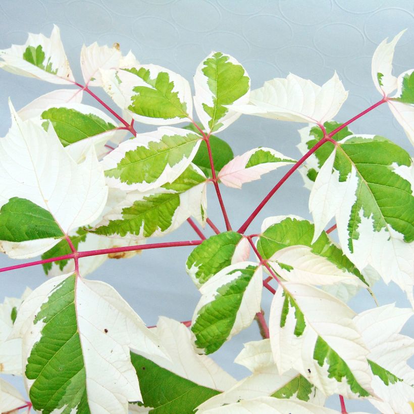 Acer negundo Flamingo (Fogliame)