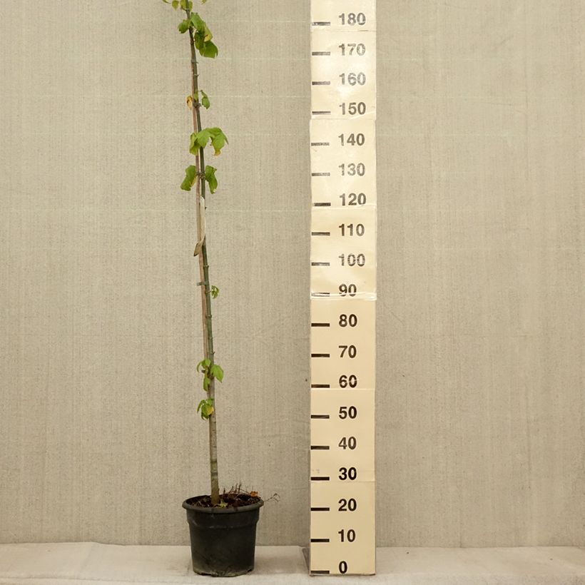 Esemplare di Érable à feuille de frêne - Acer negundo Pot de 7,5L/10L come consegnato in autunno