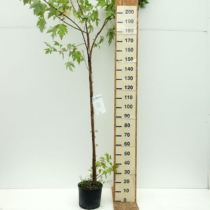 Esemplare di Acer saccharinum Vaso da 7,5L/10L consegnato in estate