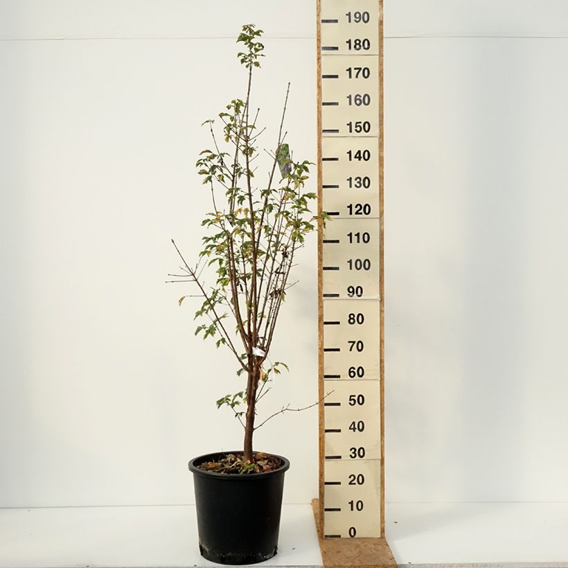 Esemplare di Acer griseum - Acero grigio Vaso da 20L/25L come consegnato in autunno