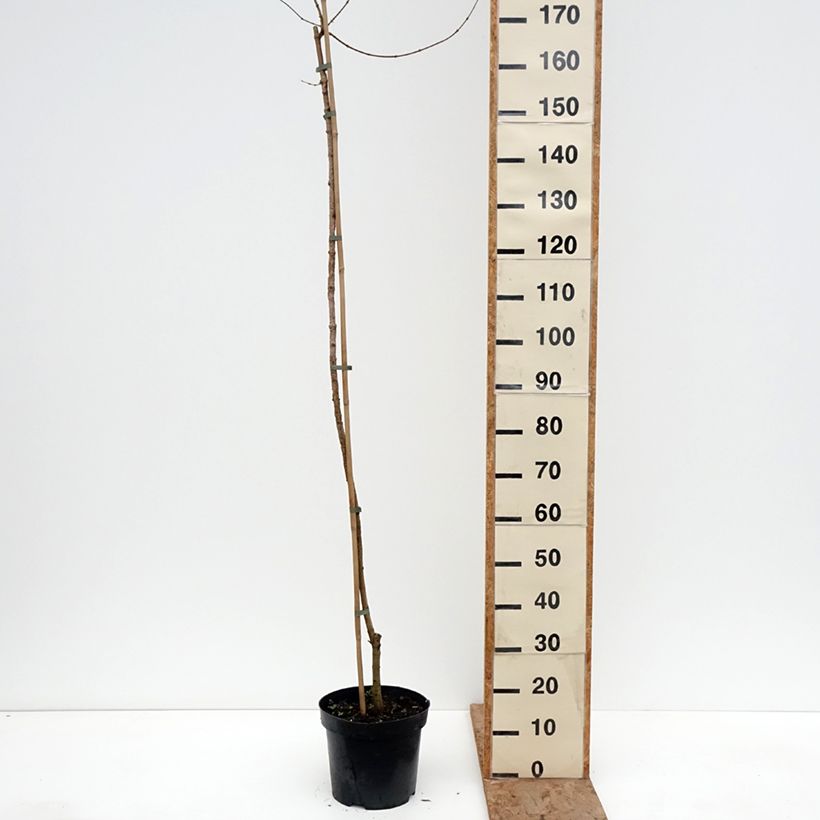 Acer campestre Magic Spring Vaso da 7,5L/10L, Vaso impalcato esemplare consegnato in inverno