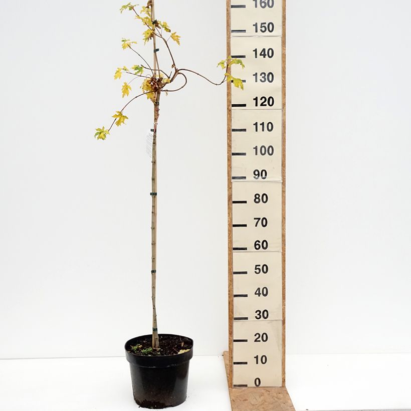 Esemplare di Acer campestre Postelense Vaso da 7,5L/10L, Vaso impalcato come consegnato in autunno