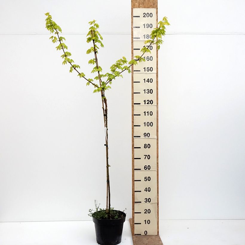Acer campestre Postelense Vaso da 7,5L/10L, Vaso impalcato esemplare consegnato in primavera
