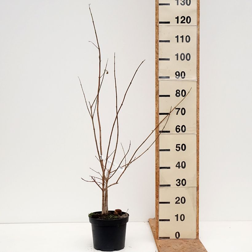 Esemplare di Acer campestre Vaso da 4L/5L come consegnato in autunno