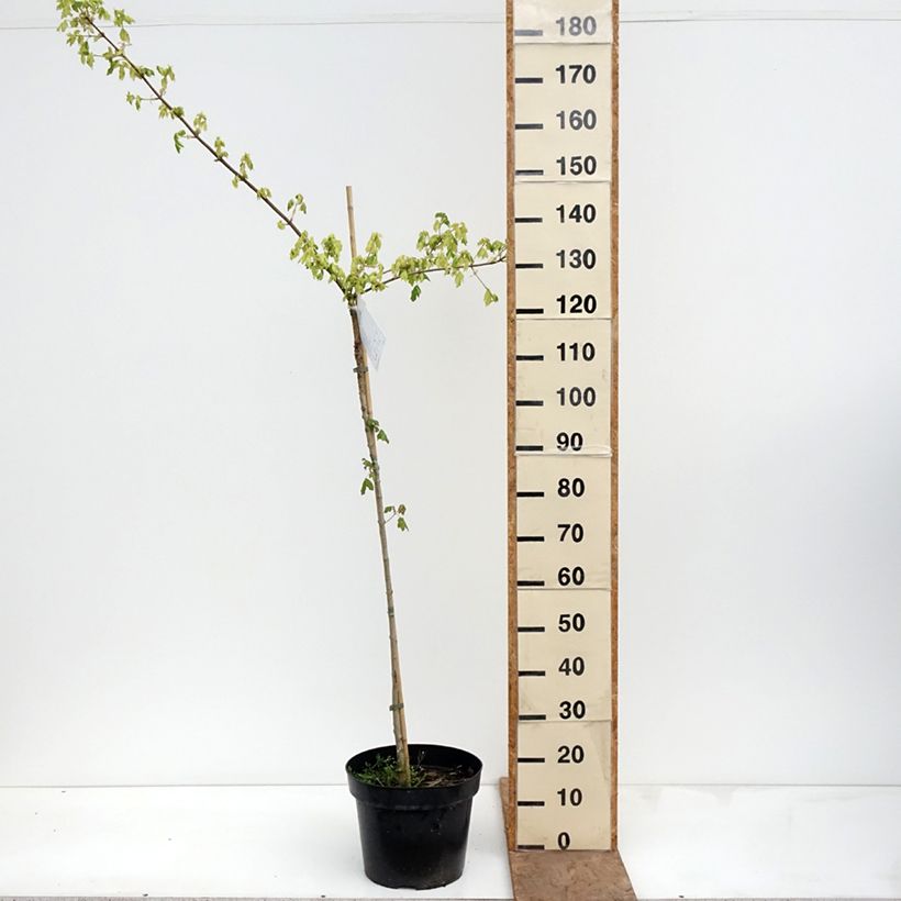 Acer campestre Pulverulentum Vaso da 7,5L/10L, Vaso impalcato esemplare consegnato in primavera