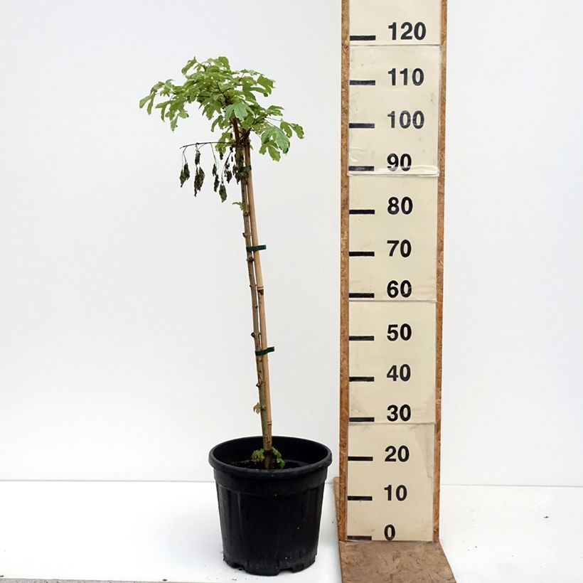 Acer campestre Silver Celebration Vaso da 7,5L/10L, Vaso impalcato esemplare consegnato in primavera