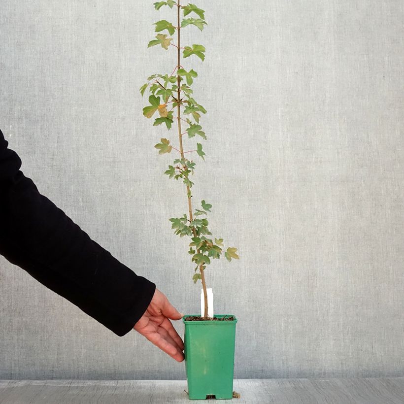Esemplare di Erable de Montpellier - Acer monspessulanum Pot de 10 cm/11cm come consegnato in autunno
