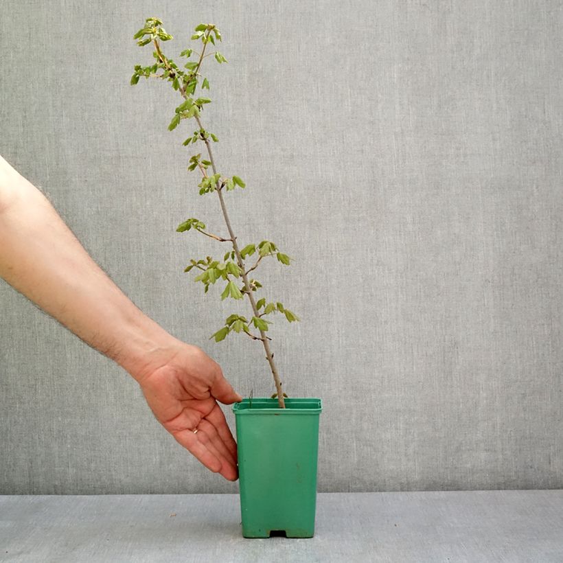 Example of Acer monspessulanum - Acero minore Vaso da Ø 10 cm/11 cm as you get in printemps