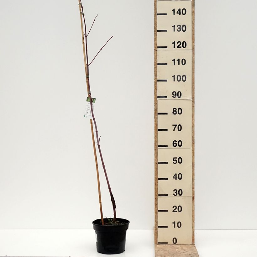 Erable de Pennsylvanie - Acer pensylvanicum Pot de 4L/5L esemplare consegnato in inverno