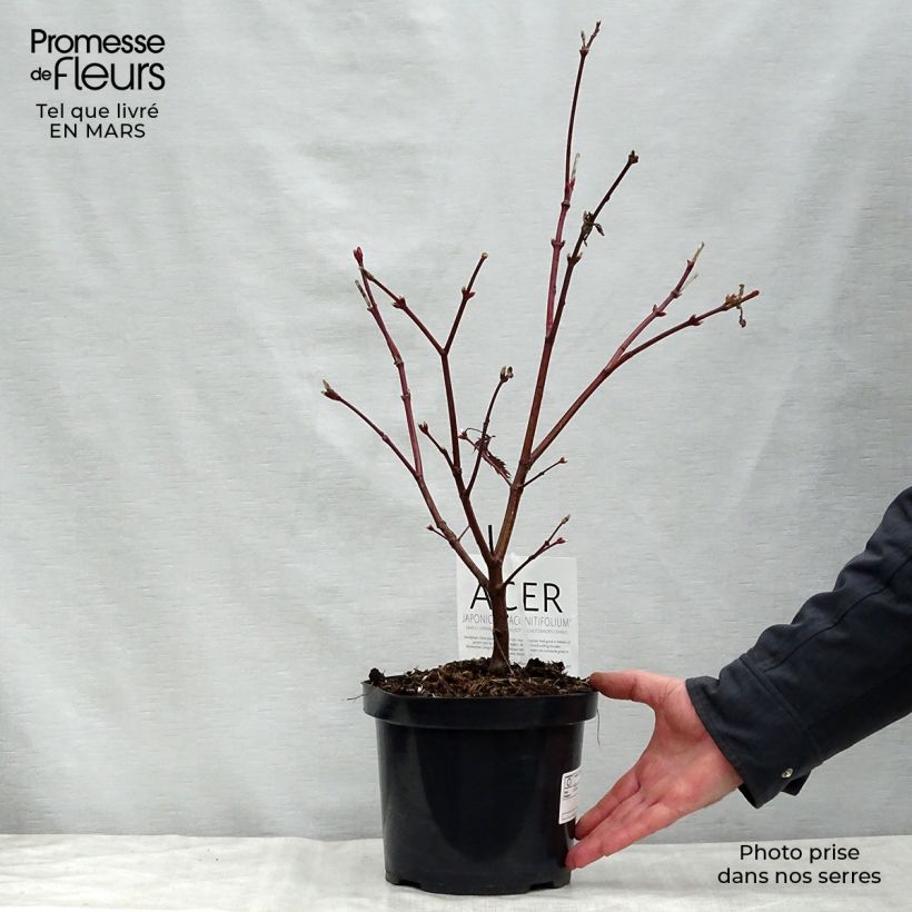 Example of Acer japonicum Aconitifolium - Acero giapponese Vaso da 4L/5L as you get in printemps