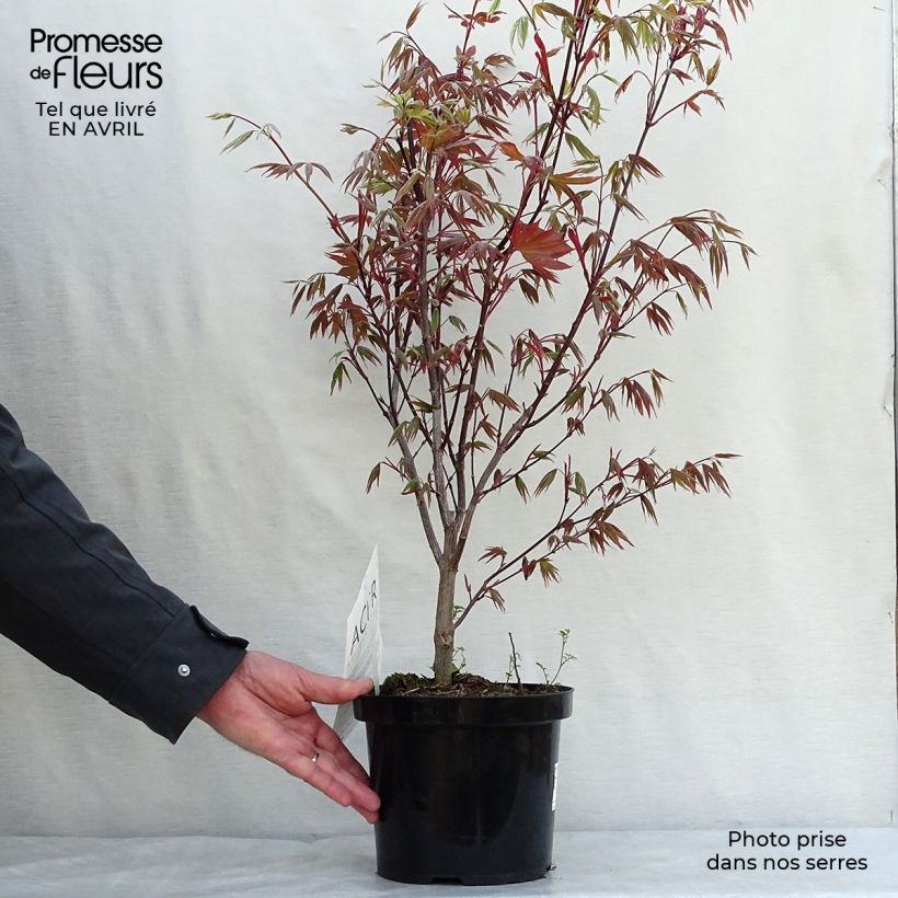 Example of Acer palmatum Atropurpureum - Acero rosso giapponese Vaso da 2L/3L as you get in printemps