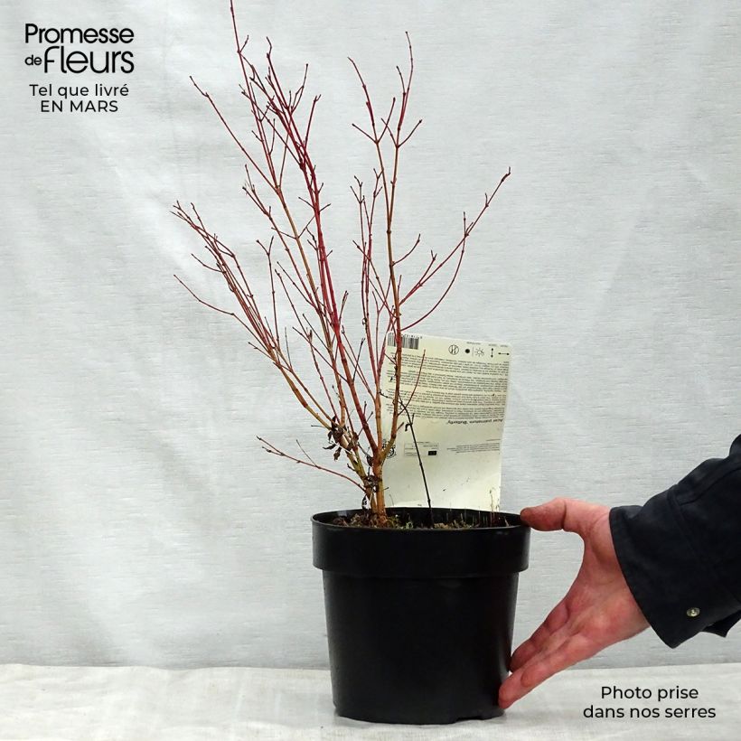 Example of Acer palmatum Butterfly - Acero giapponese Vaso da 2L/3L as you get in printemps