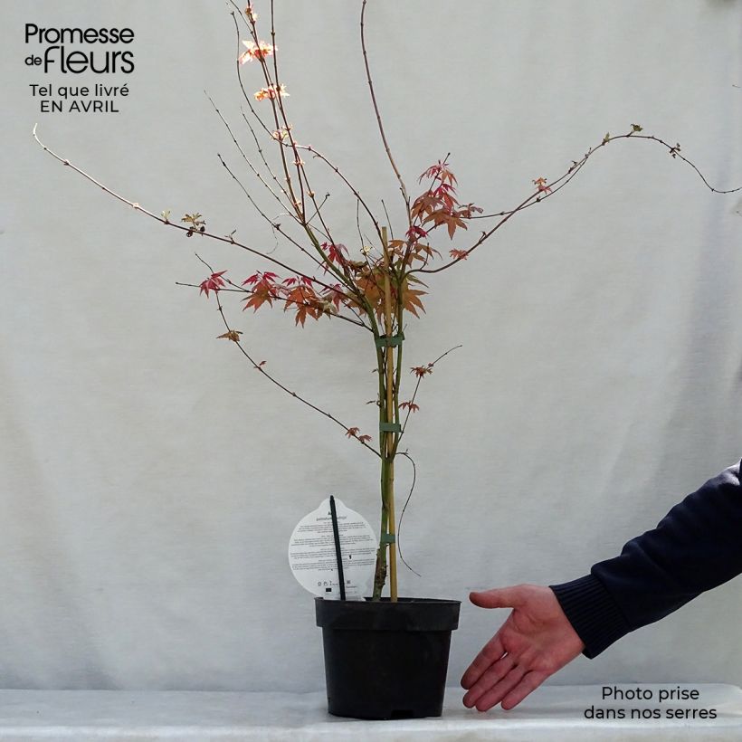 Acer palmatum Deshojo - Acero giapponese Vaso da 4L/5L esemplare consegnato in primavera