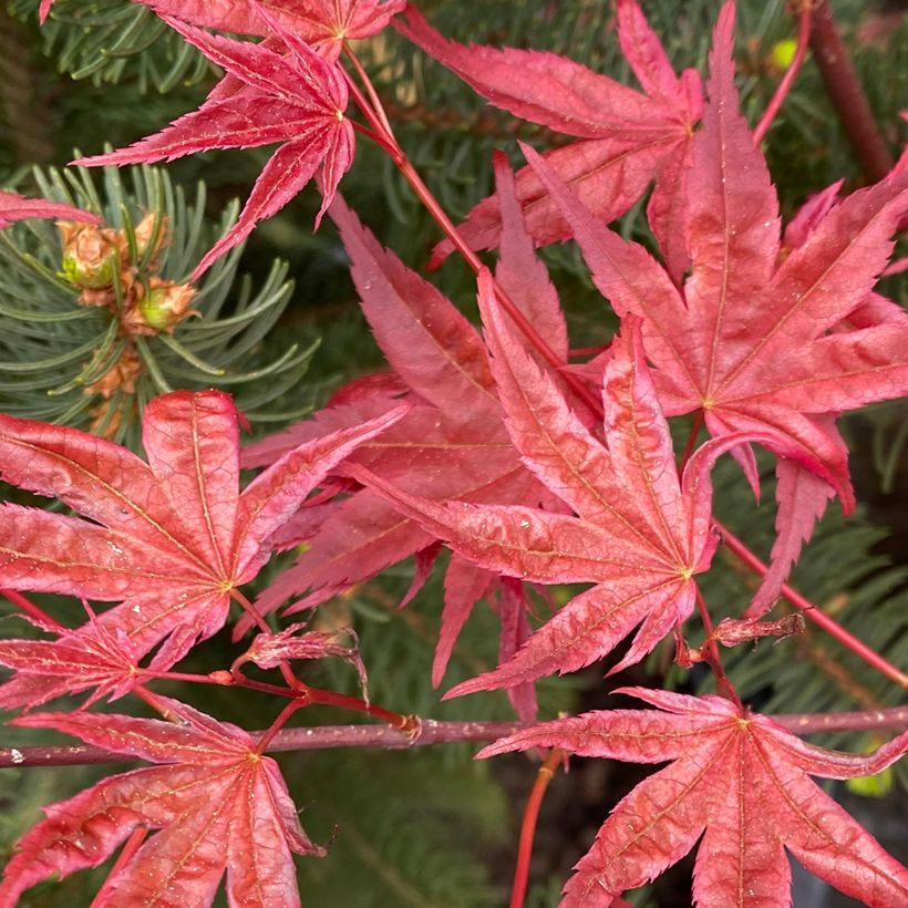 Acer palmatum Deshojo - Acero giapponese (Fogliame)
