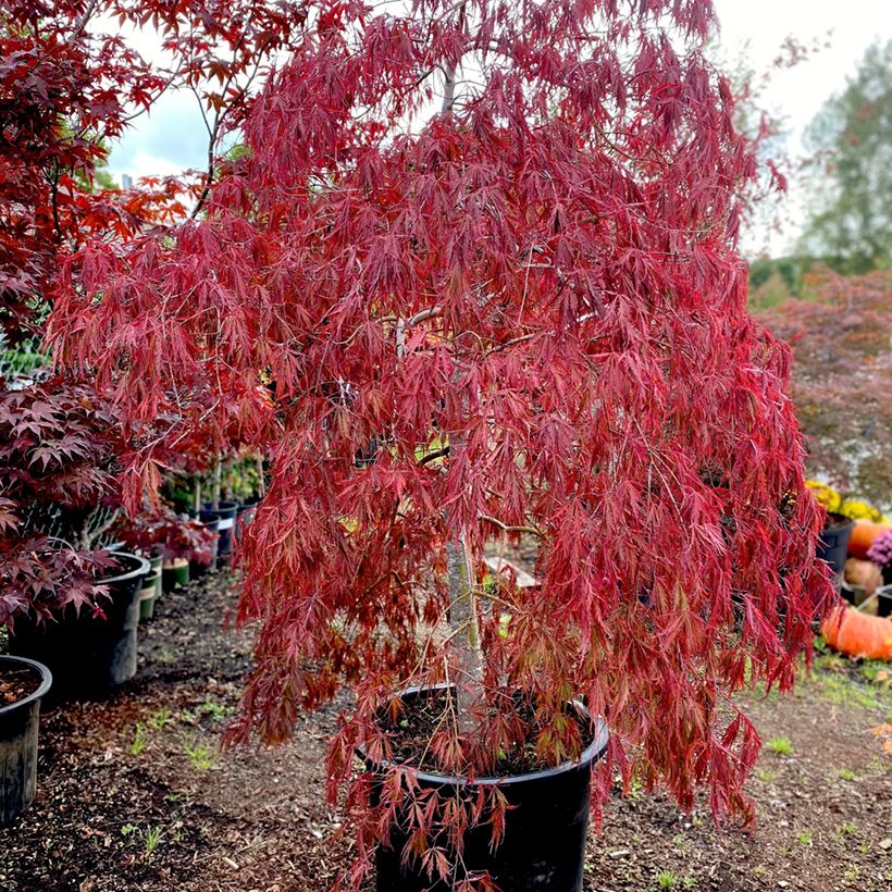Acer palmatum Dissectum Tamukeyama - Acero giapponese (Porto)