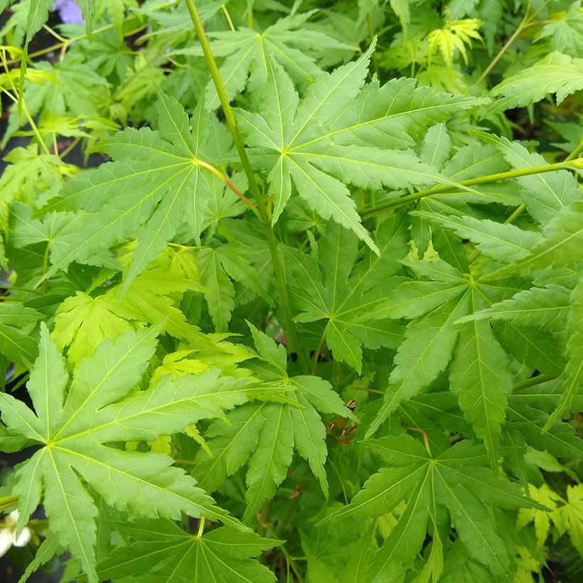Acer palmatum Going Green - Acero giapponese (Foliage)