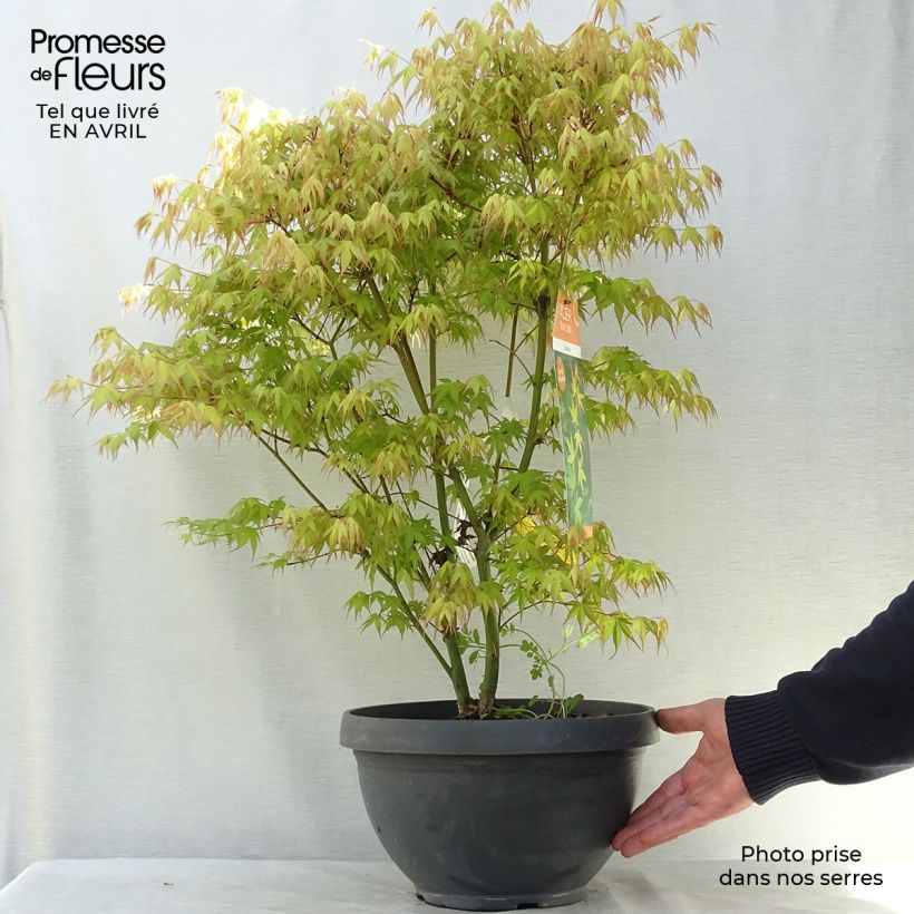 Example of Acer palmatum Katsura - Acero giapponese Ciotola da 7,5L/10L as you get in printemps