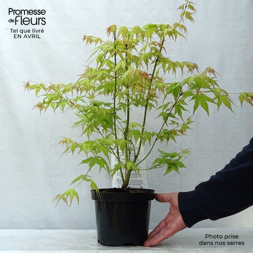 Example of Acer palmatum Katsura - Acero giapponese Vaso da 2L/3L as you get in printemps