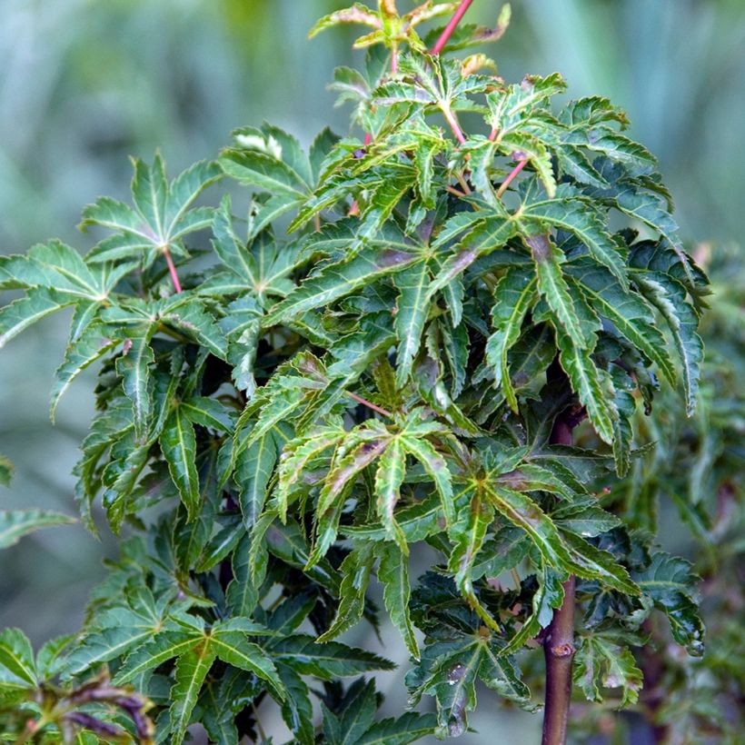 Acer palmatum Shishigashira - Acero giapponese (Fogliame)