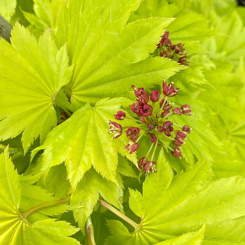 Acer shirasawanum Aureum - Acero giapponese (Flowering)