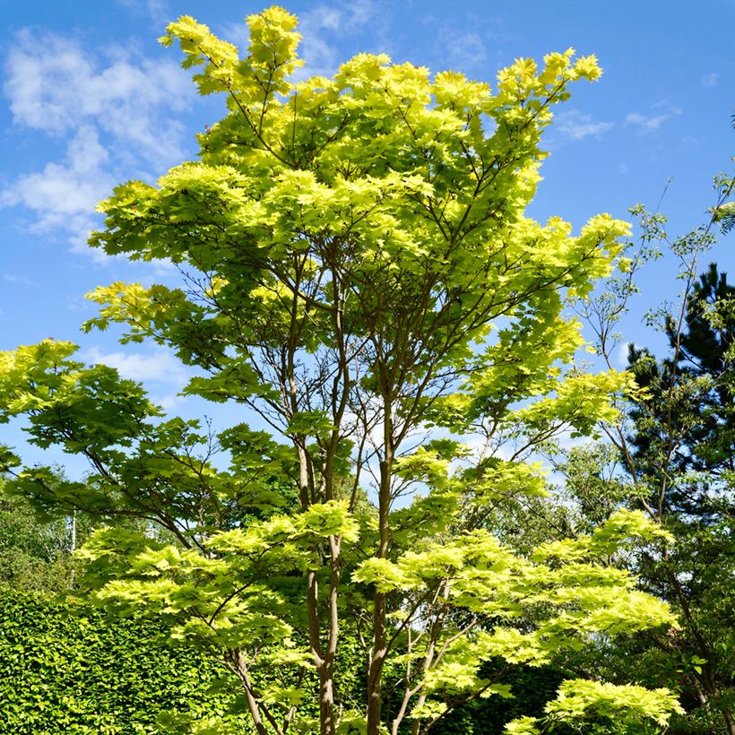 Acer shirasawanum Aureum - Acero giapponese (Plant habit)