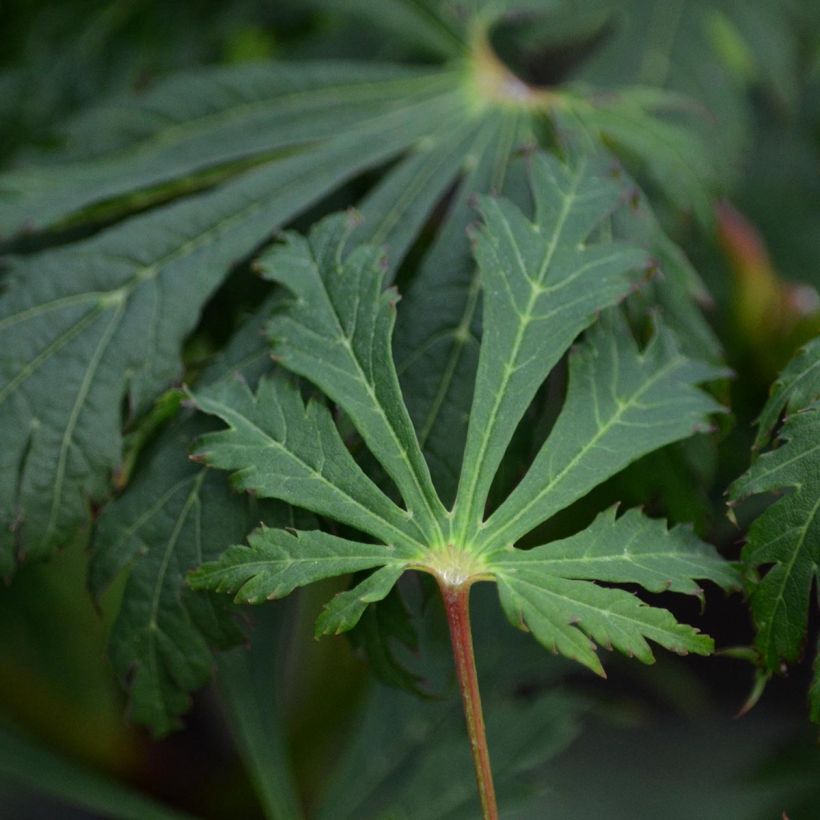 Acer japonicum Aconitifolium - Acero giapponese (Foliage)