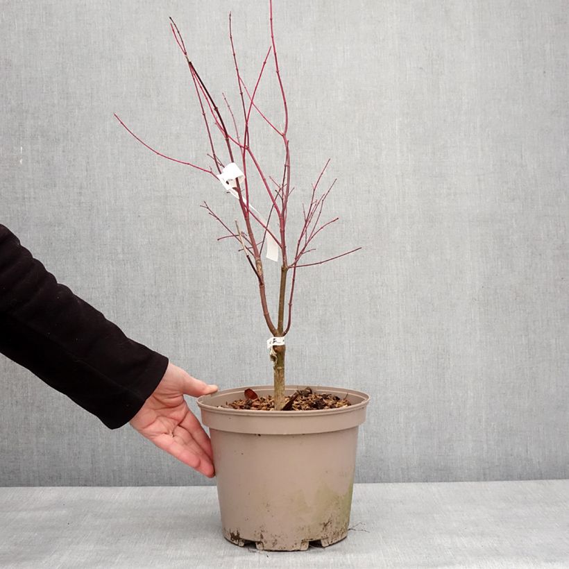 Acer palmatum Asahi Zuru - Acero giapponese Vaso da 4L/5L esemplare consegnato in inverno
