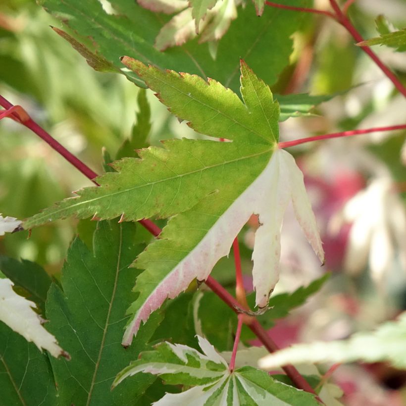 Acer palmatum Asahi Zuru - Acero giapponese (Fogliame)