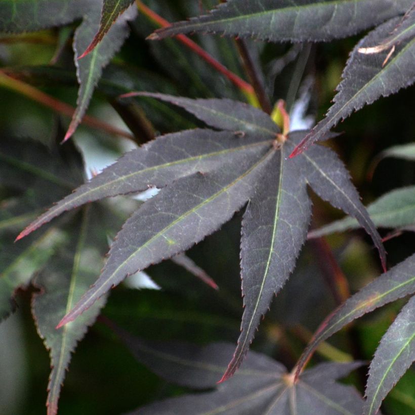 Acer palmatum Atropurpureum - Acero rosso giapponese (Foliage)