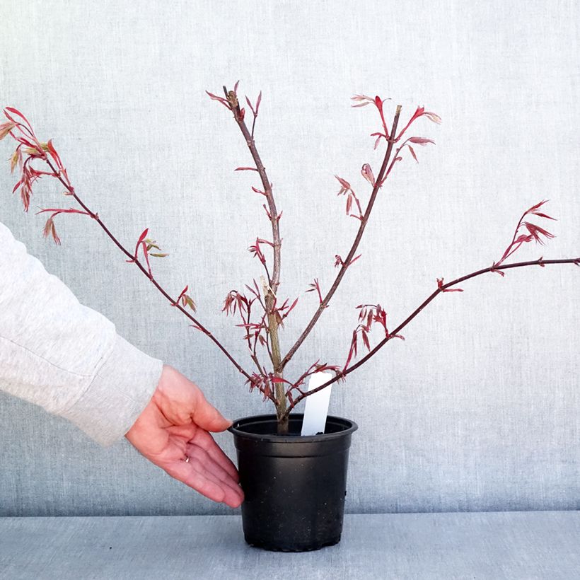 Example of Acer palmatum Atropurpureum - Acero rosso giapponese Vaso da Ø 10 cm/11 cm as you get in printemps