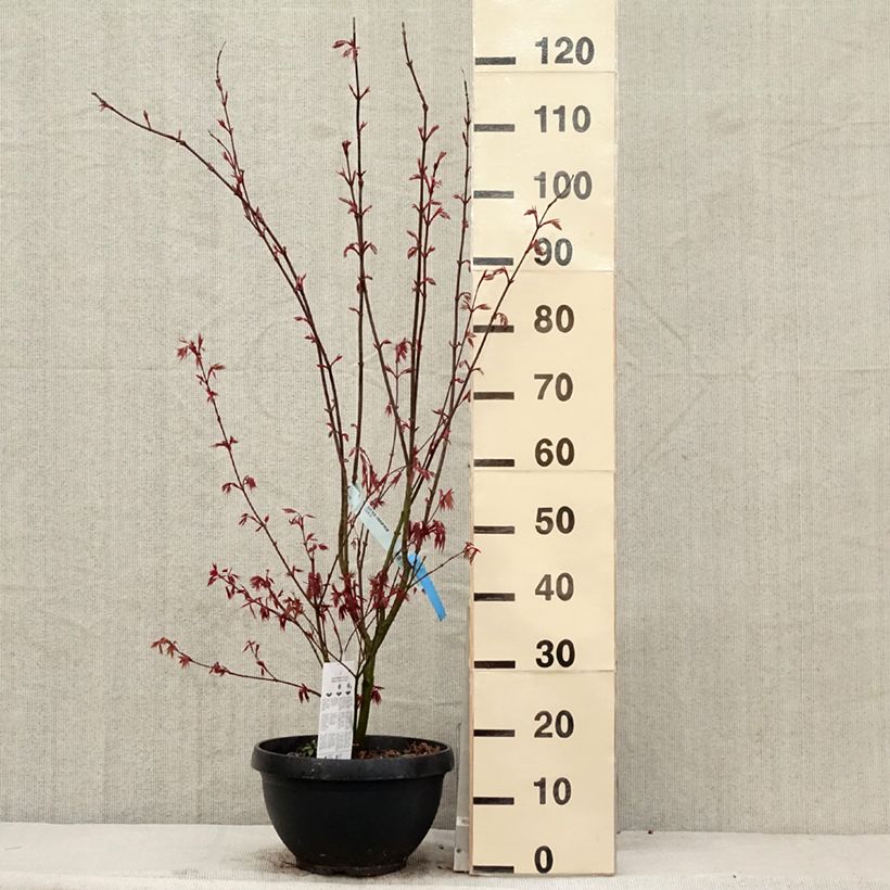 Example of Acer palmatum Atropurpureum - Acero rosso giapponese Vaso da 4L/5L as you get in printemps