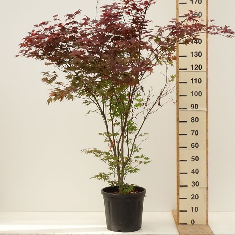 Example of Acer palmatum Atropurpureum - Acero rosso giapponese Vaso da 20L/25L as you get in printemps