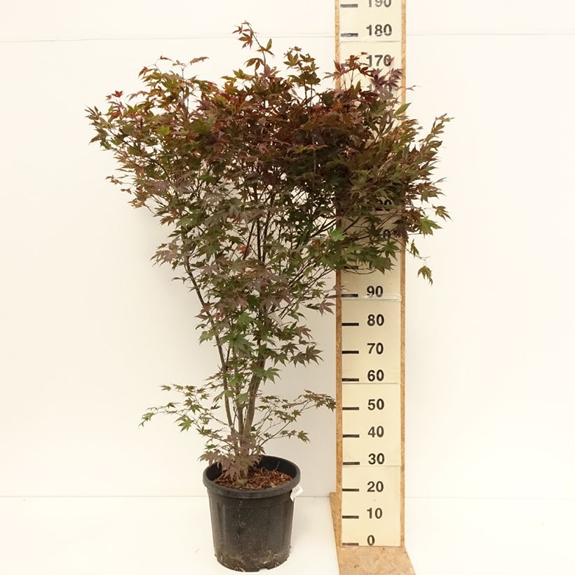 Esemplare di Acer palmatum Atropurpureum - Acero rosso giapponese Vaso da 20L/25L consegnato in estate
