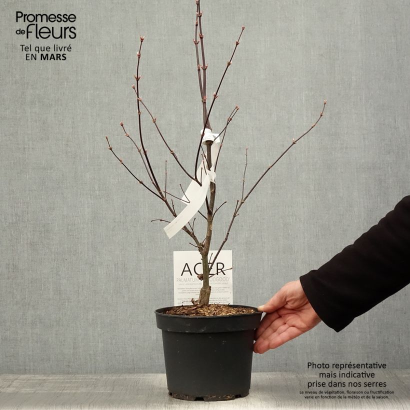 Example of Acer palmatum Bloodgood - Acero giapponese Vaso da 3L/4L as you get in printemps