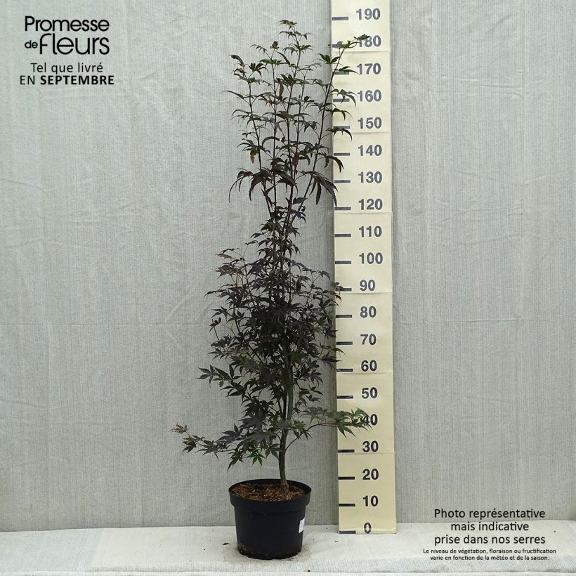 Esemplare di Acer palmatum Bloodgood - Acero giapponese Vaso da 7,5L/10L come consegnato in autunno