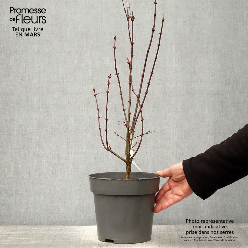 Acer palmatum Brandt’s Dwarf - Acero giapponese Vaso da 4L/5L esemplare consegnato in primavera