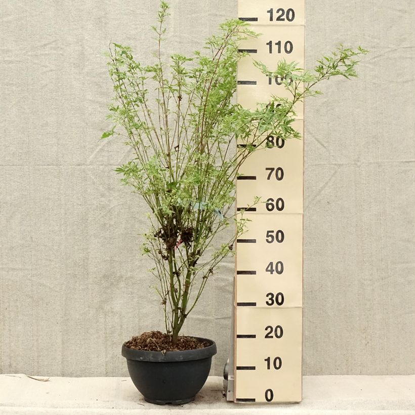 Example of Acer palmatum Butterfly - Acero giapponese Vaso da 7,5L/10L as you get in printemps