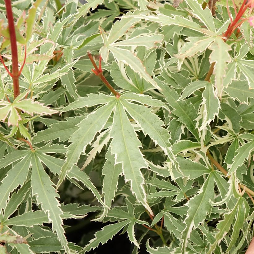 Acer palmatum Butterfly - Acero giapponese (Foliage)