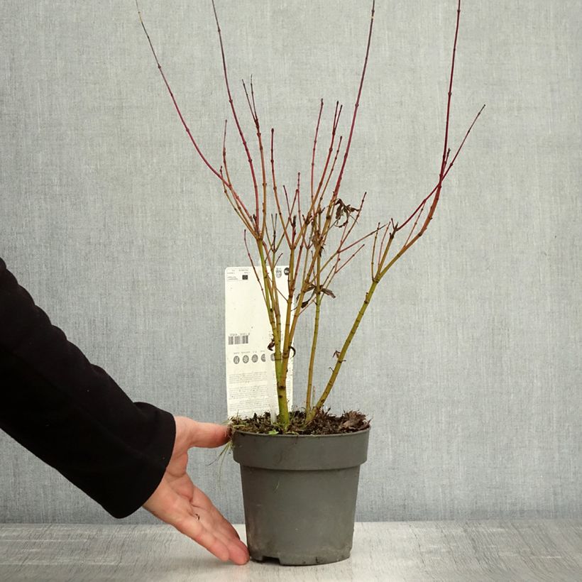 Esemplare di Acer palmatum Butterfly - Acero giapponese Vaso da Ø 10 cm/11 cm come consegnato in autunno
