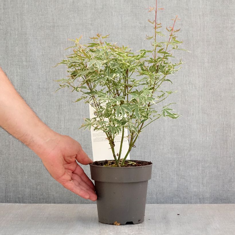 Example of Acer palmatum Butterfly - Acero giapponese Vaso da 1L/1,5L as you get in printemps
