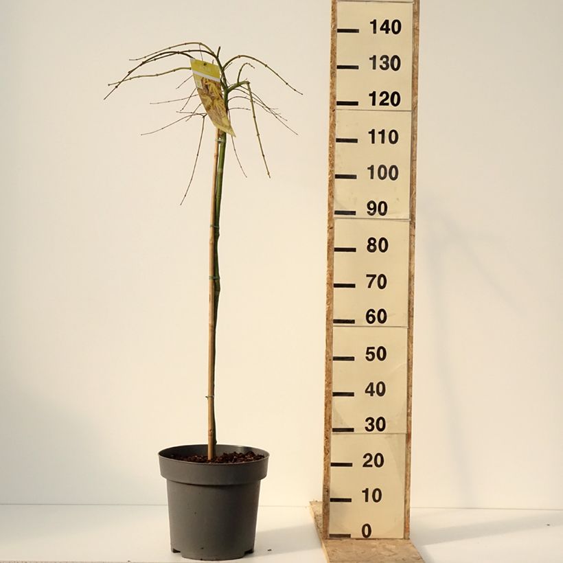 Erable du Japon - Acer palmatum Cascade Citrine Pot de 12L/15L, Demi-Tige esemplare consegnato in inverno