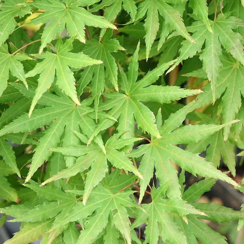 Acer palmatum Cascade Citrine - Acero giapponese (Fogliame)