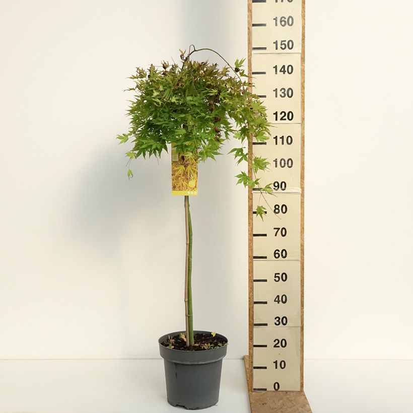 Esemplare di Acer palmatum Cascade Citrine - Acero giapponese Vaso da 12L/15L, Vaso impalcato medio consegnato in estate
