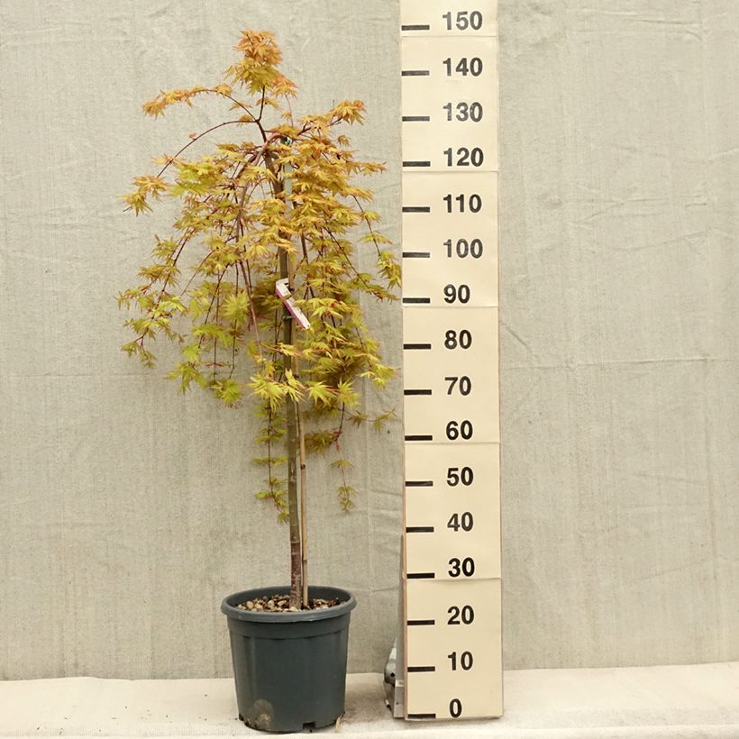 Example of Acer palmatum Cascade Gold - Acero giapponese Vaso da 12L/15L as you get in printemps